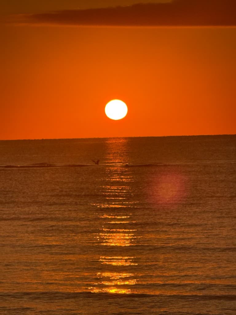 Sun setting over the ocean, with a bird flying low across the water.